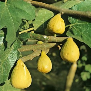 Figovník jedlý (Ficus Carica) ´BROGIOTTO BIANCO´ - výška 130-160 cm, kont. C10L (-16°C) 